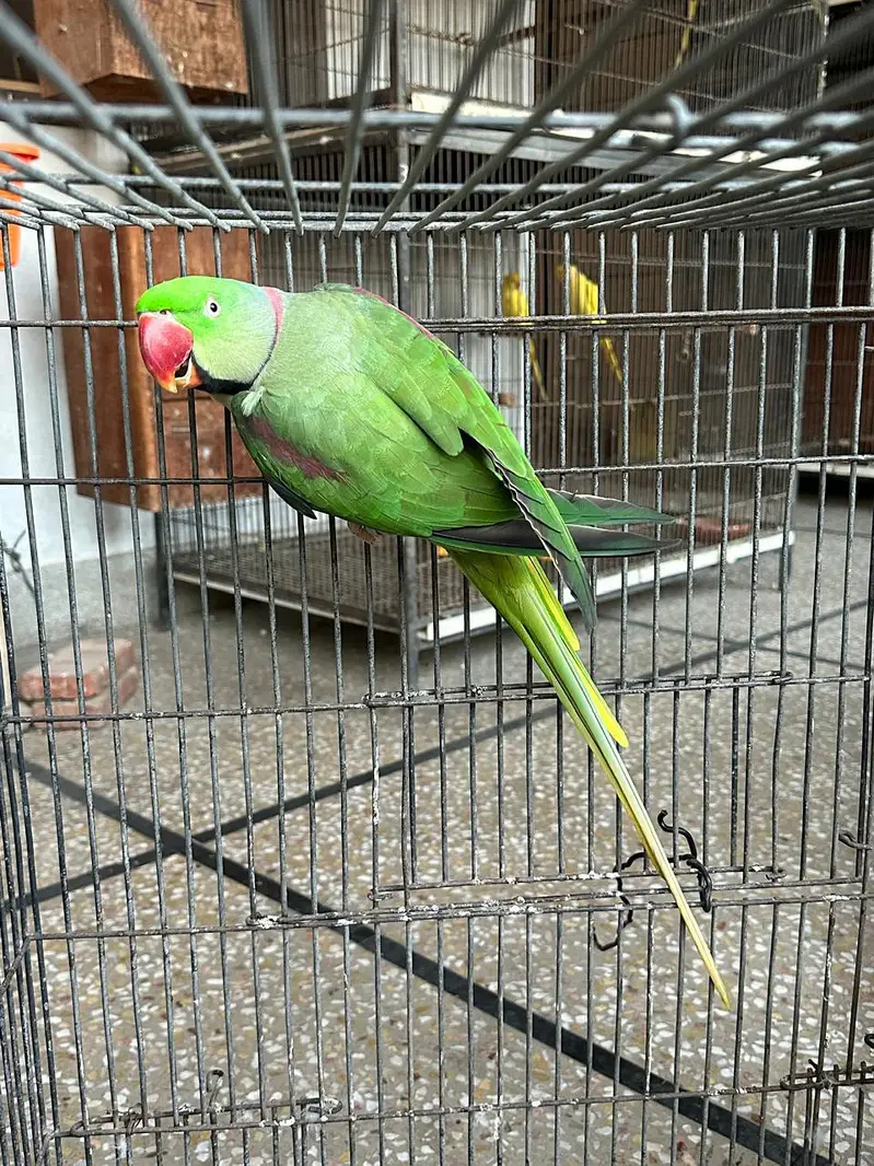 jumbo size kashmiri raw — photo 2