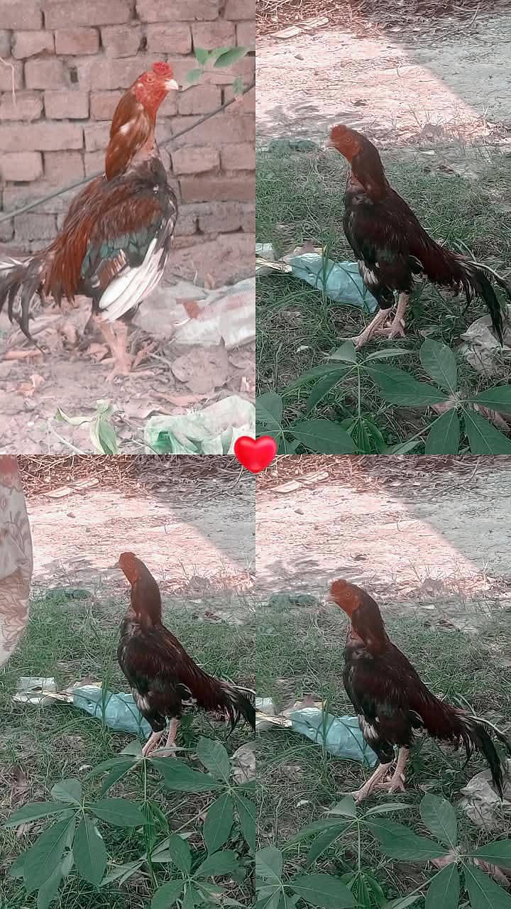 aseel murga 0