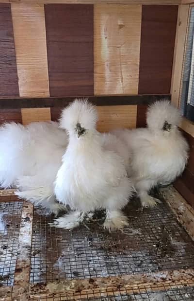 selling imported bloodline hens