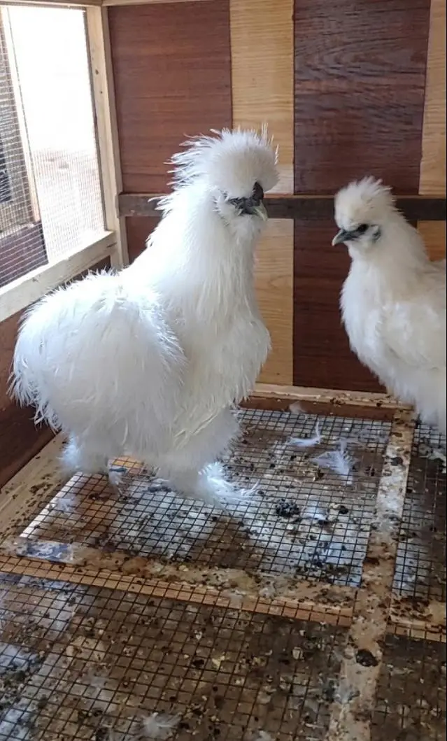 selling imported bloodline hens — photo 2