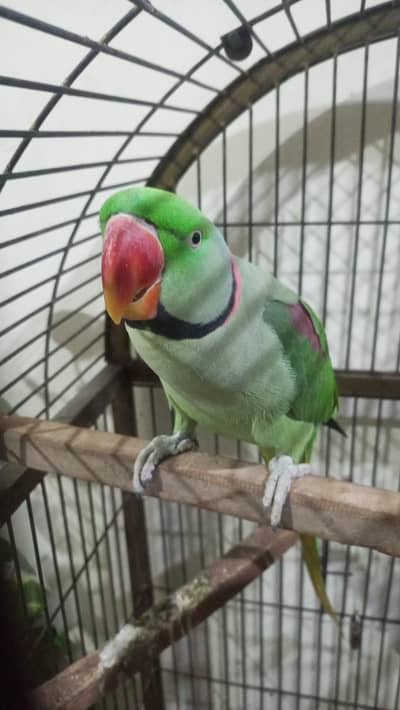 Raw male