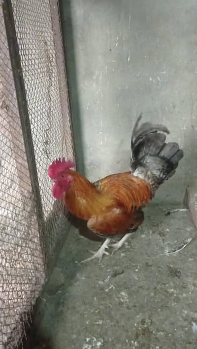 Desi murgha for sale 03124499315 cntct nmb