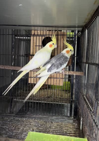 Cocktail Breeder pairs Pied, Common White 03174420016
