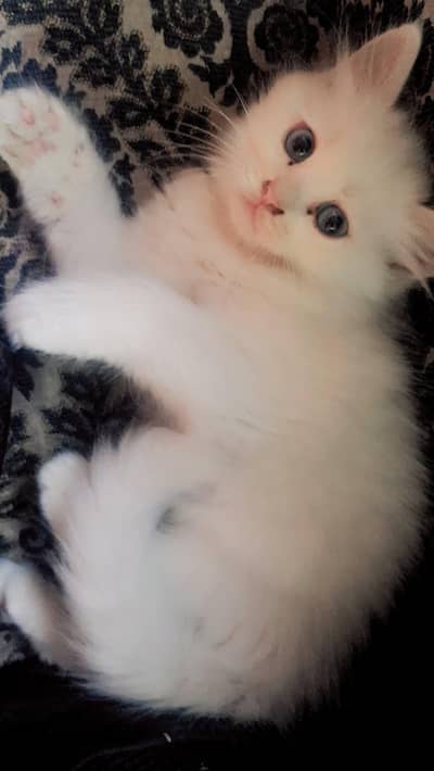 blue eyes male