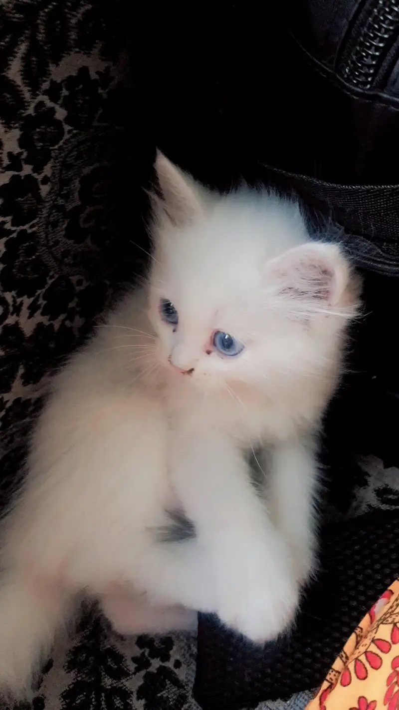 blue eyes male — photo 2
