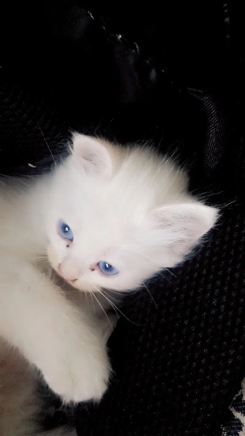 blue eyes male — photo 3