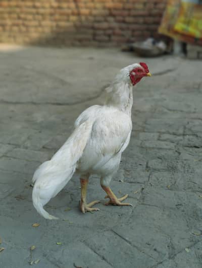 Aseel Heera breeder mazboot gand jor me white eyes me