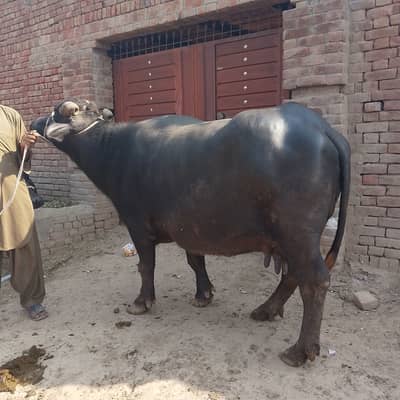 Buffalo and cow