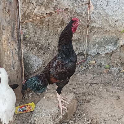 Aseel murga for sale