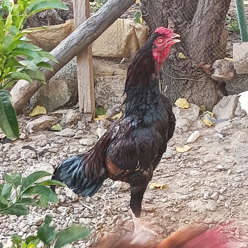 Aseel murga for sale — photo 2