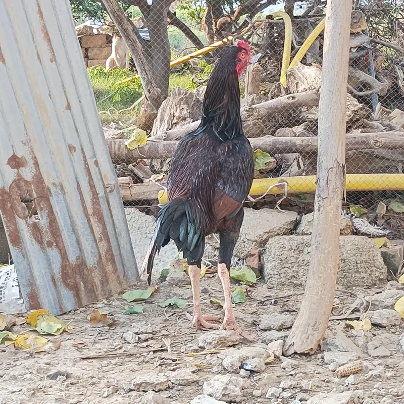 Aseel murga for sale — photo 3