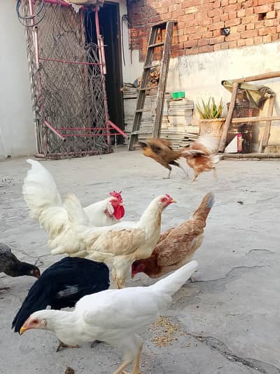 egg laying pure desi kurak wali murgian 03284203876