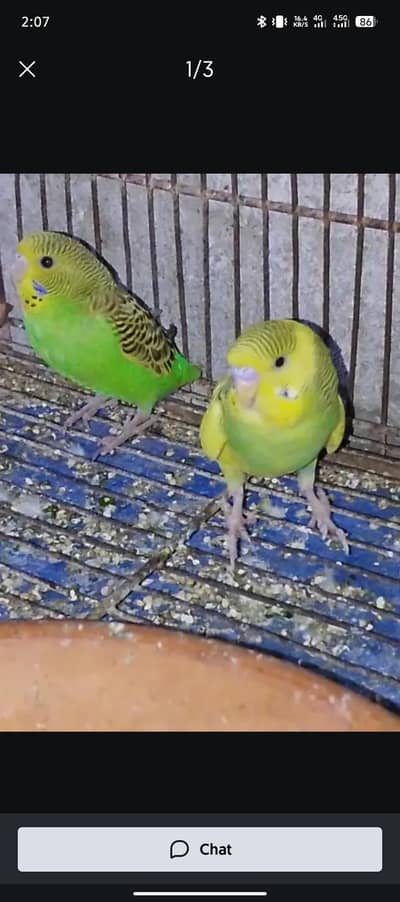 Australian parrot healthy and active bite fly ok