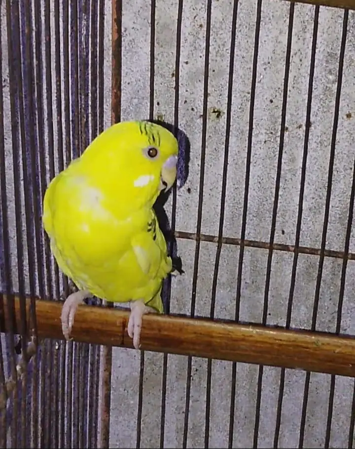 Australian parrot healthy and active bite fly ok — photo 2
