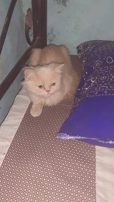 parshiyan cat