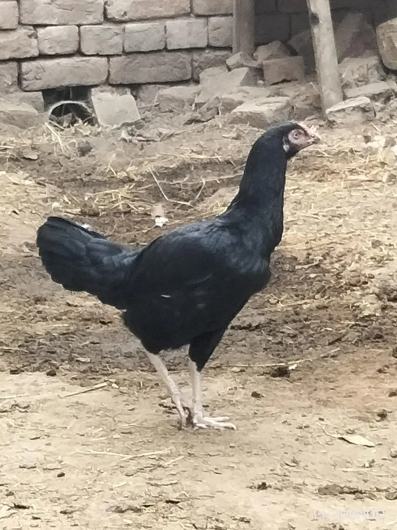 urgent selling Karni he only sierras person contact kary — photo 2
