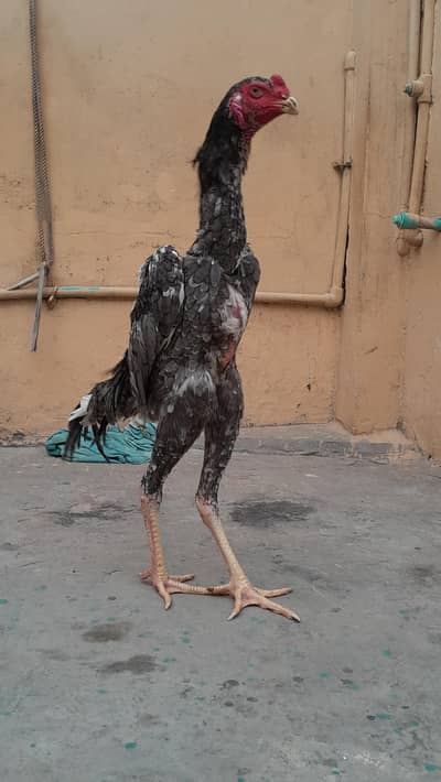 king o shamo phata