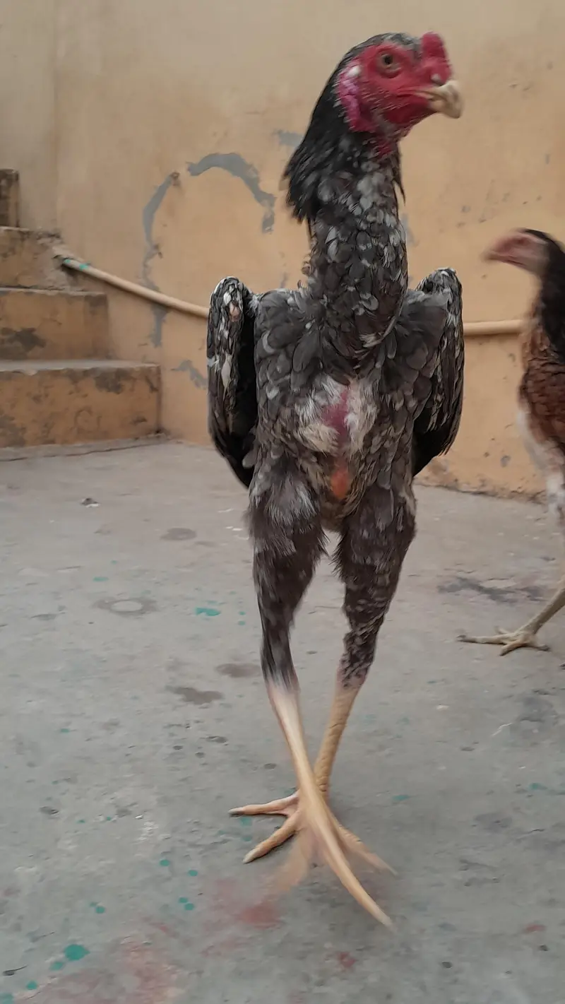 king o shamo phata — photo 2
