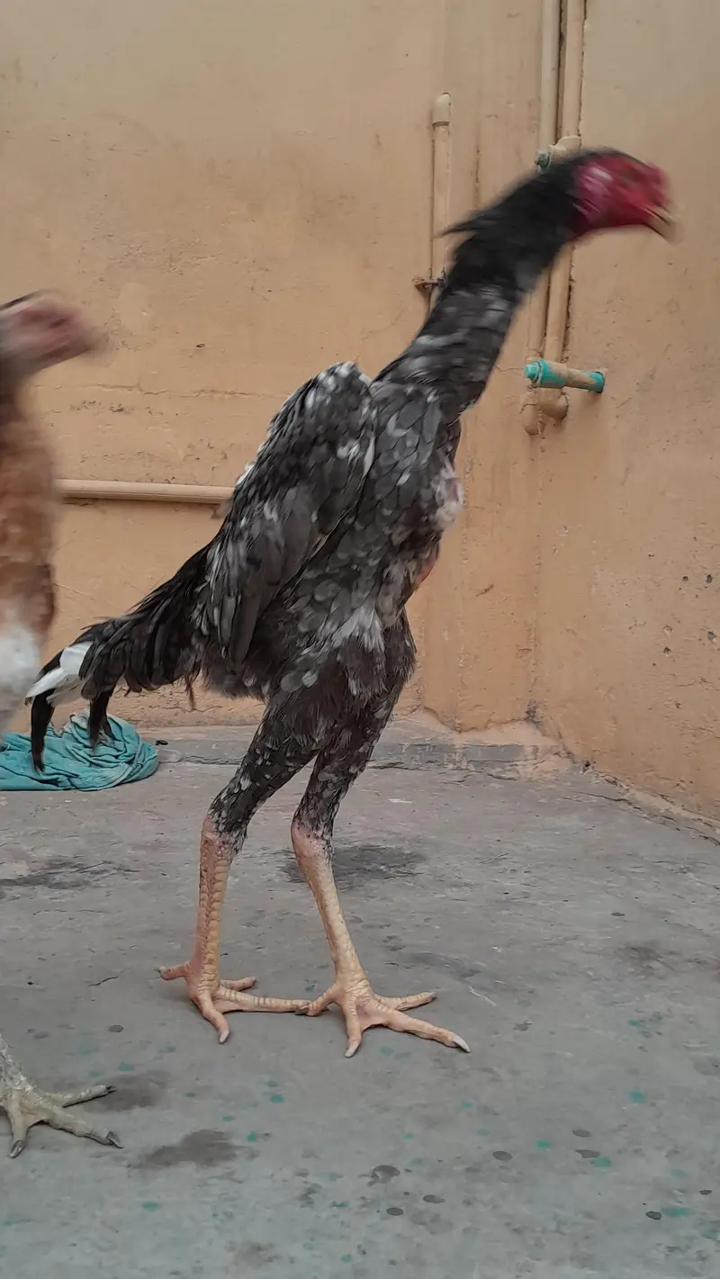 king o shamo phata — photo 3