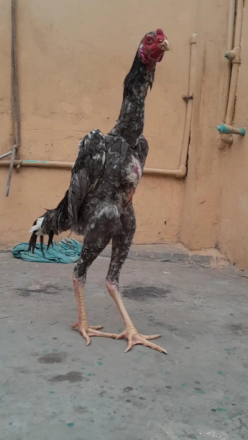 king o shamo phata — photo 4