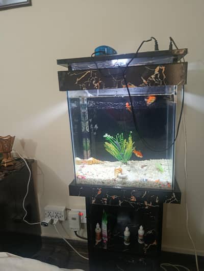 Fish acquarium 1.5 ft with 9 fishes