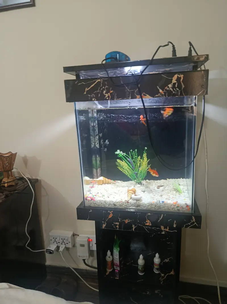 Fish acquarium 1.5 ft with 9 fishes