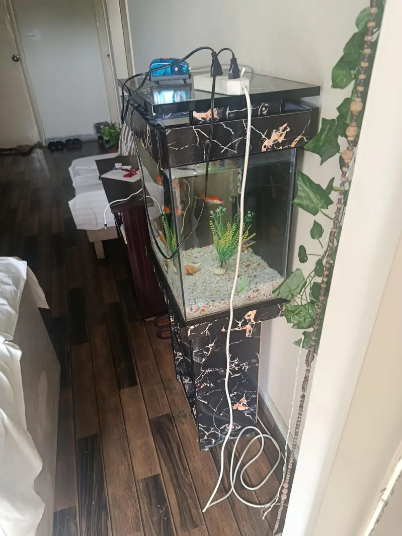 Fish acquarium 1.5 ft with 9 fishes — photo 2