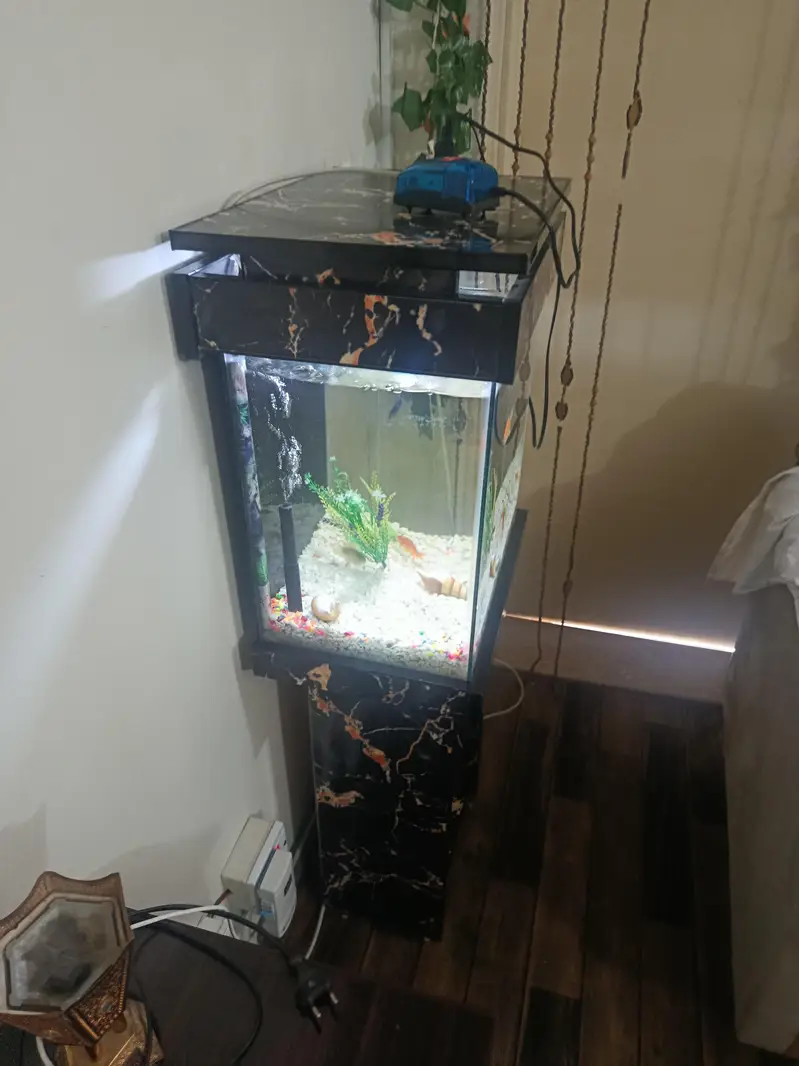 Fish acquarium 1.5 ft with 9 fishes — photo 3