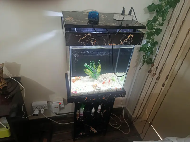 Fish acquarium 1.5 ft with 9 fishes — photo 4