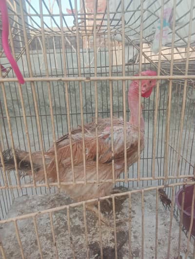 Ganj Desii Murghi