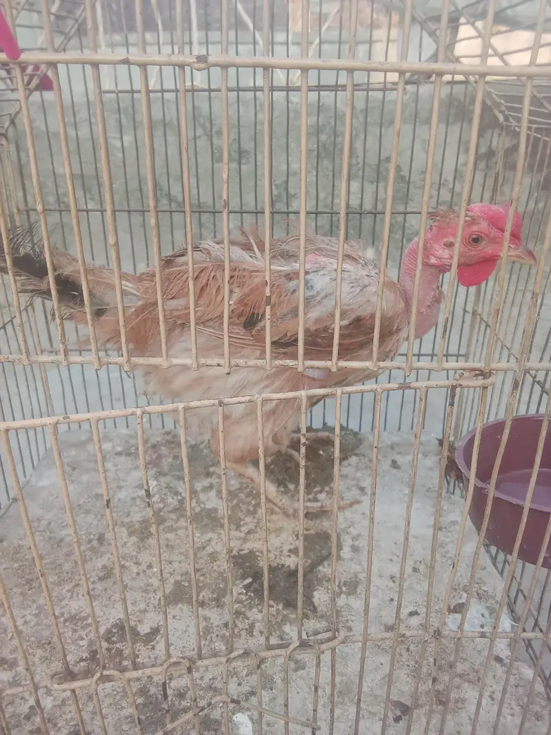 Ganj Desii Murghi — photo 3