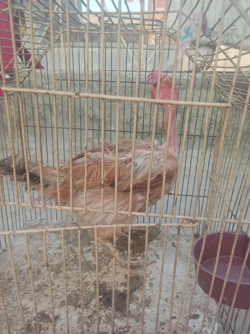 Ganj Desii Murghi — photo 4
