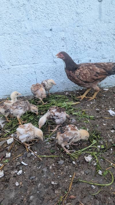 Aseel female with 7 chicks