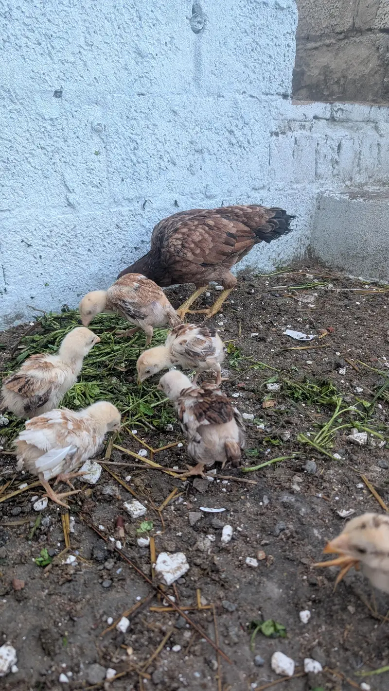 Aseel female with 7 chicks — photo 2