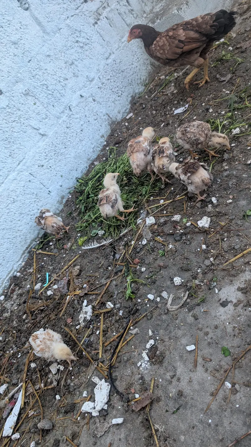 Aseel female with 7 chicks — photo 3