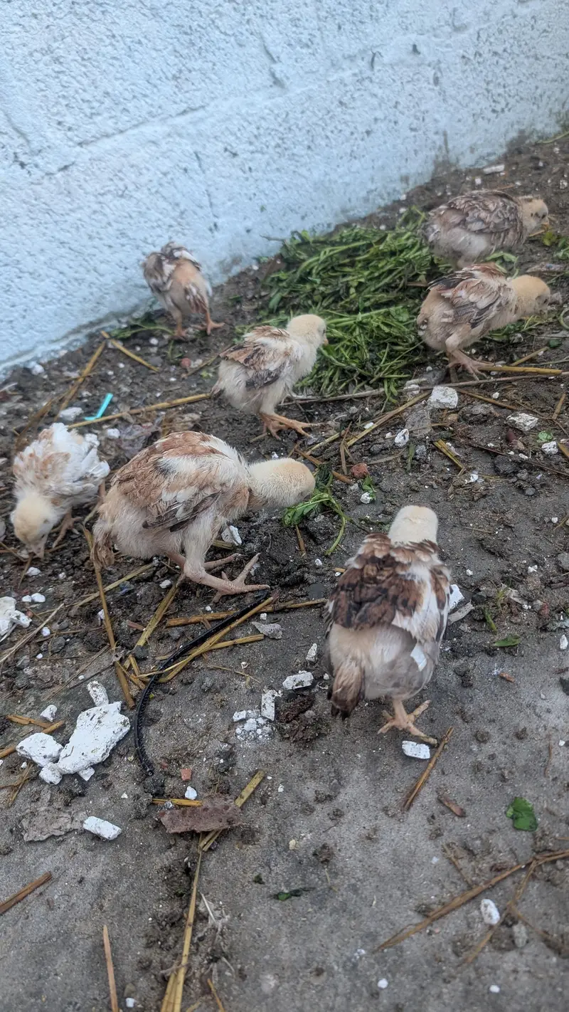 Aseel female with 7 chicks — photo 4