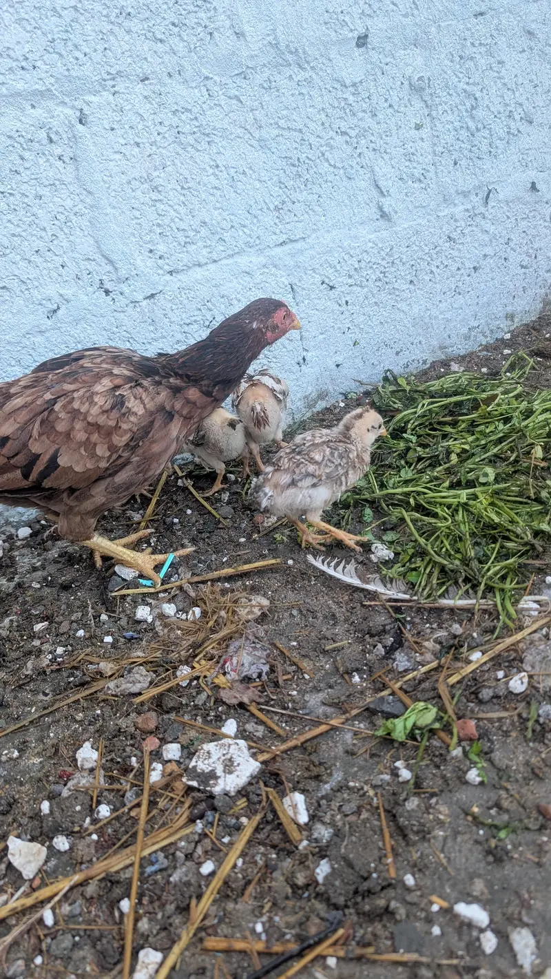 Aseel female with 7 chicks — photo 5