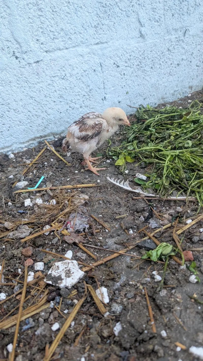 Aseel female with 7 chicks — photo 6