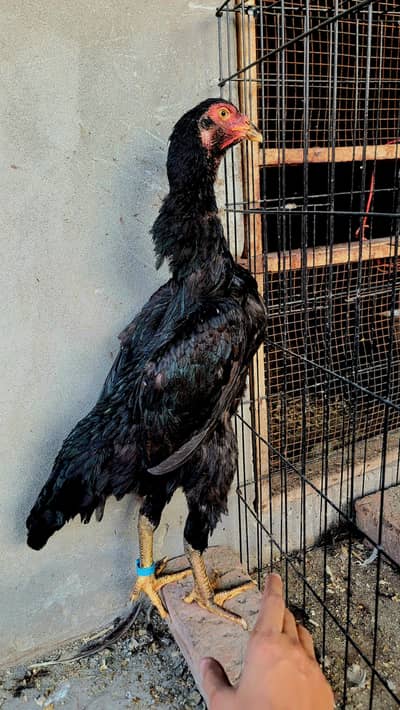 German shamo | black shamo | Japanese shamo | coco shamo for Sale