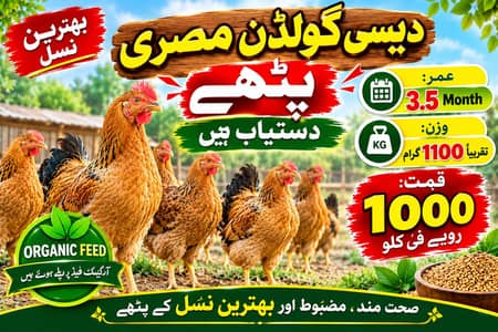 Desi golden misri pathy dastiyab hai