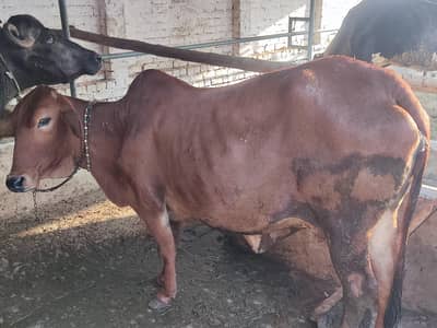Sahiwal Cow first timmer