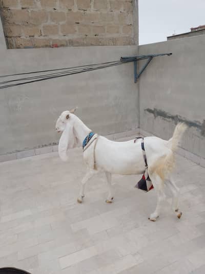 Ghulabi bakri ha crose ha 1 week ki