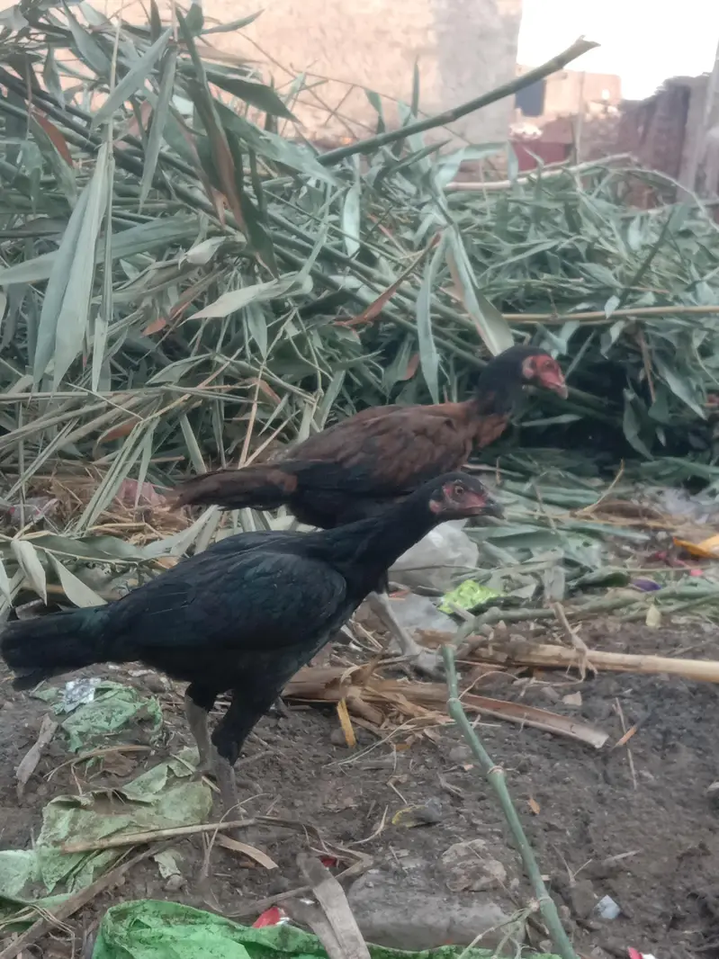 2 murgay 1 murgi — photo 5