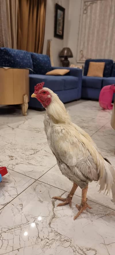 Healthy Breeder Aseep Murgha for Sale