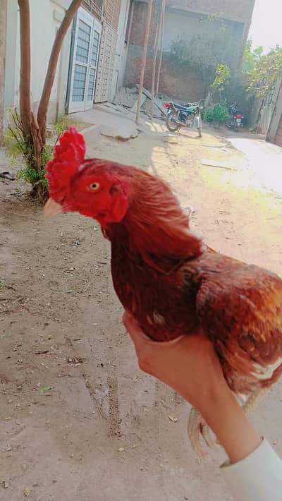 aseel murgha fore sale