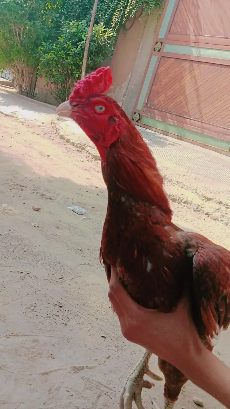 aseel murgha fore sale — photo 3