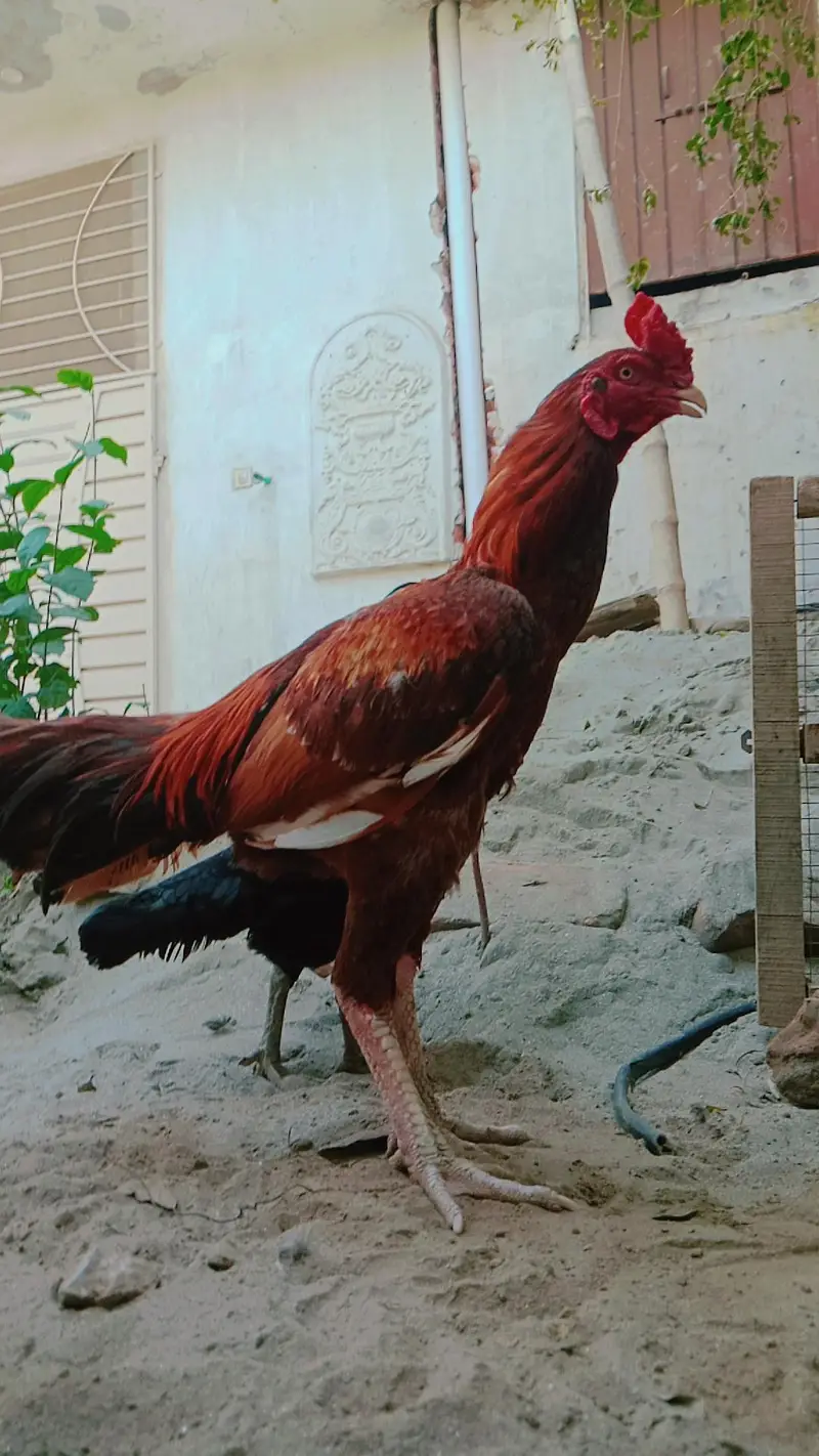 aseel murgha fore sale — photo 4