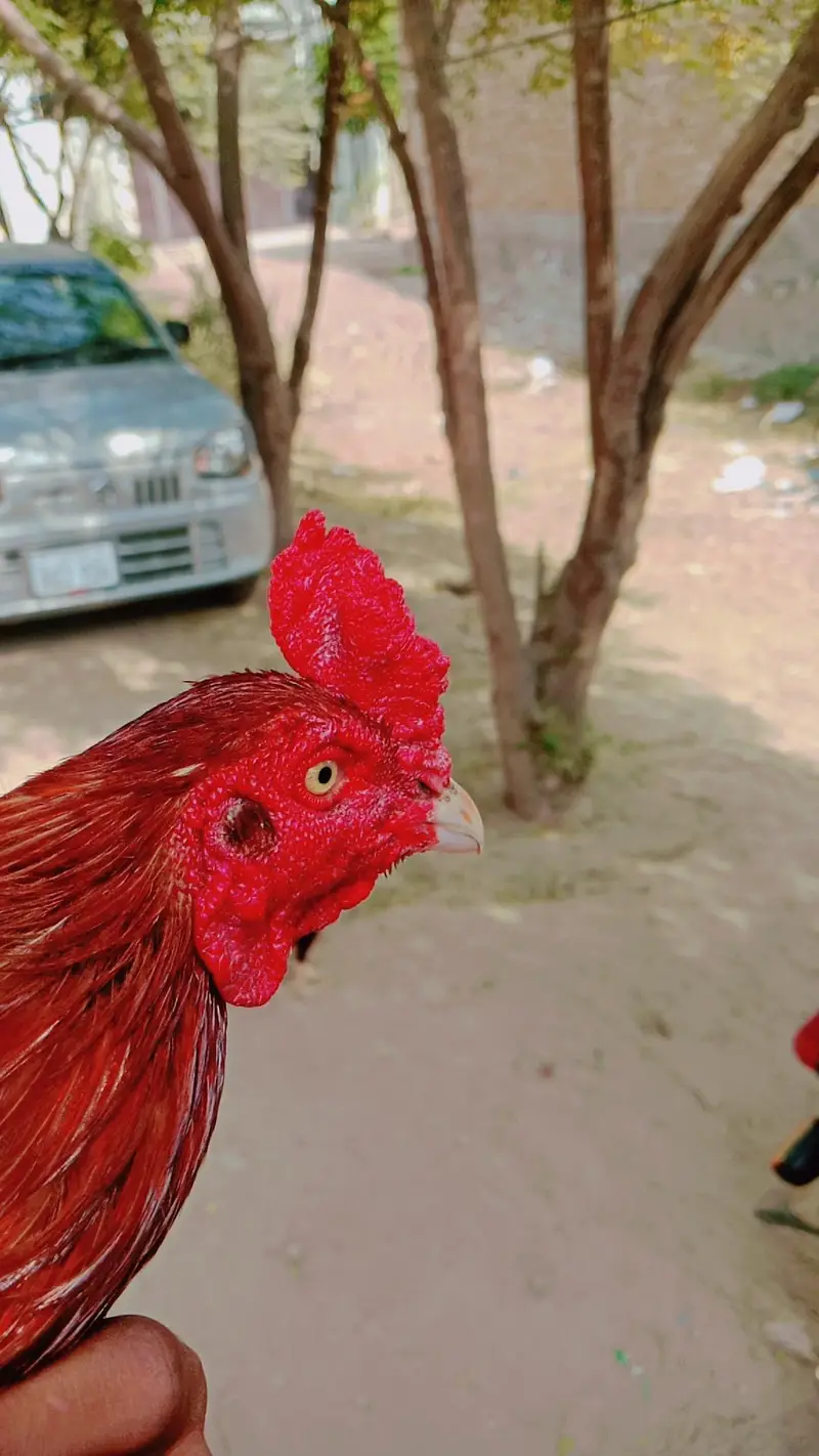 aseel murgha fore sale — photo 6