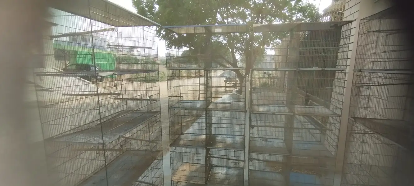 5 Star Birds Cages (8 cages available) — photo 2