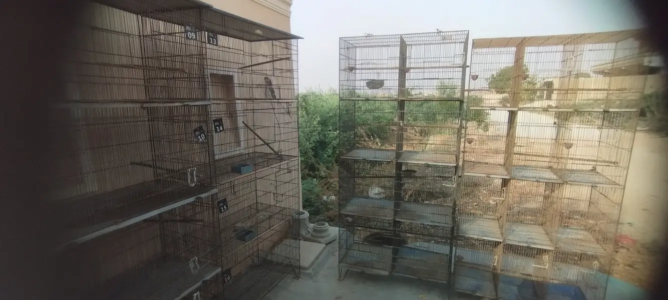5 Star Birds Cages (8 cages available) — photo 3